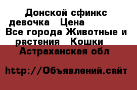 Донской сфинкс девочка › Цена ­ 15 000 - Все города Животные и растения » Кошки   . Астраханская обл.